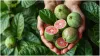 Health Benefits of Guava- India TV Hindi