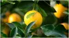 How to grow lemon?- India TV Hindi