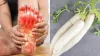 Radish Good For Uric Acid- India TV Hindi