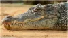 Income Tax Department team which came for raid was shocked crocodiles were found in the house case o- India TV Paisa