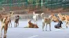 dog attack - India TV Hindi