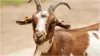 Two people were caught stealing a goat the mob beat them to death in jharkhand- India TV Hindi