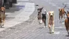 stray dogs attack, stray dogs indore, Indore, stray dogs- India TV Hindi