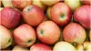 किस समय खाना चाहिए सेब?- India TV Hindi