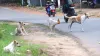 stray dogs attack, stray dogs, child death, Goa, Ponda, dog attack- India TV Hindi
