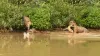Jaguar, crocodile, wildlife- India TV Hindi