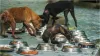 RWA advises people said Inform us first about problems related to stray dogs- India TV Hindi
