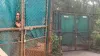 nagpur man zoo tigers cage- India TV Hindi