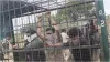Forest department employees locked in tiger catching cage unique protest by villagers- India TV Hindi
