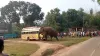 Elephant- India TV Hindi