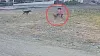 vijaypura dog attack- India TV Hindi