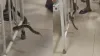 Thane hospital snake - India TV Hindi