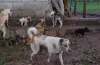 Stray Dogs- India TV Hindi
