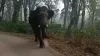 elephant chases school bus, viral elephant video India- India TV Hindi