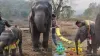 baby elephants birthday video, aaj ka viral video, baby elephants birthday, viral video, viral news- India TV Hindi