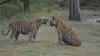 karhandla wildlife sanctuary tiger cubs- India TV Hindi