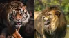बाघ और शेर की तस्वीर- India TV Hindi