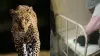 Bahraich Leopard Attack- India TV Hindi
