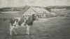 Elm Farm Ollie, flying cow 1930, first cow on airplane- India TV Hindi