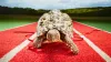 Bertie fastest tortoise, world fastest tortoise record- India TV Hindi