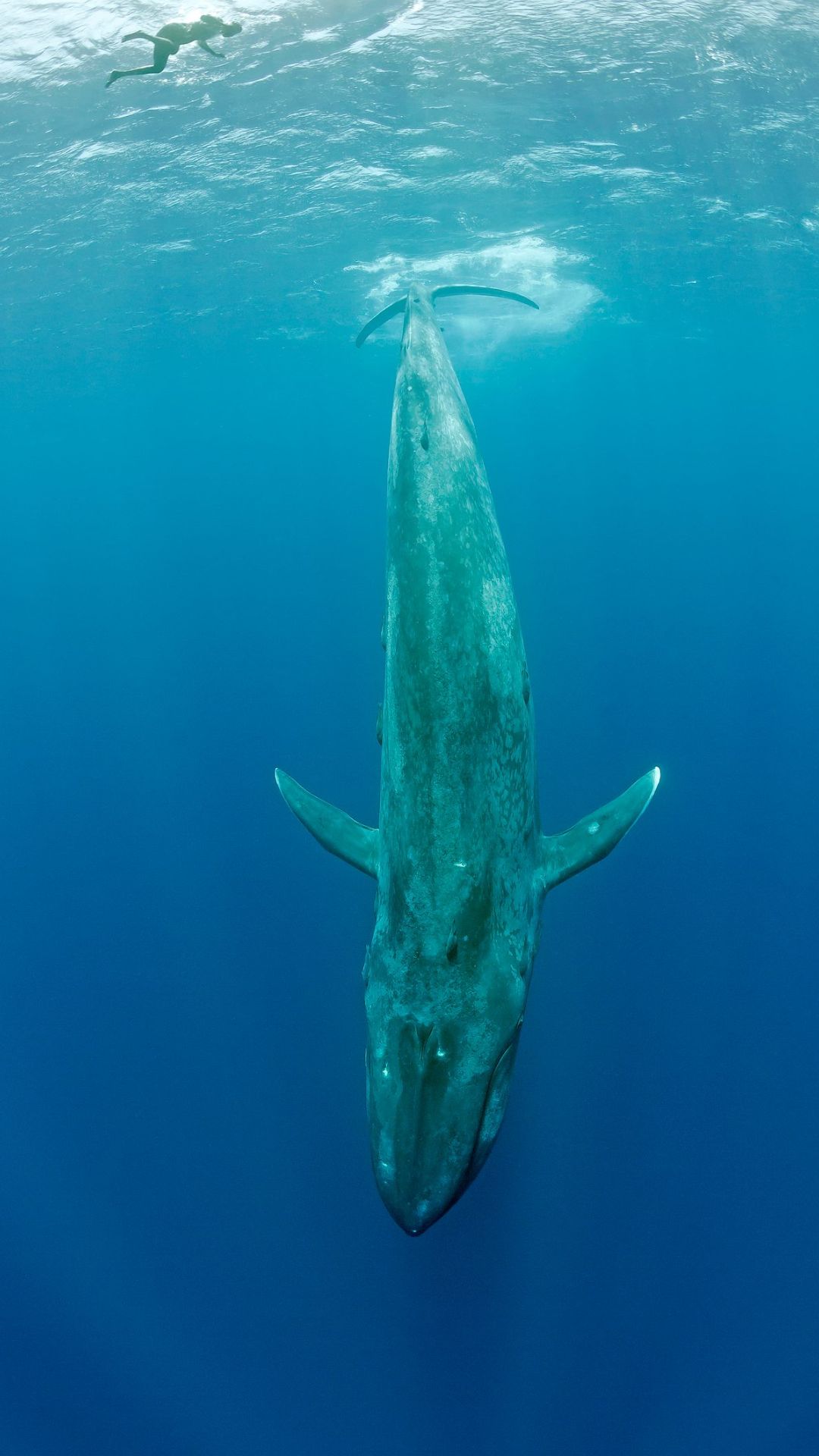 Blue Whale का दिल देखा है कभी? 181 किलो का होता है इनका हार्ट