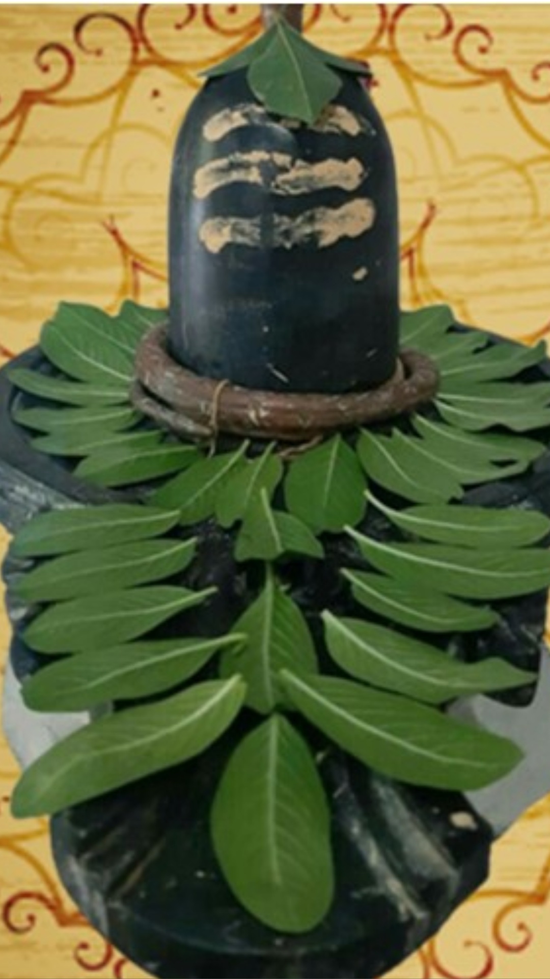 Image of Bael leaf wallpaper ,Bael leaf,Bilva patra-CE447760-Picxy