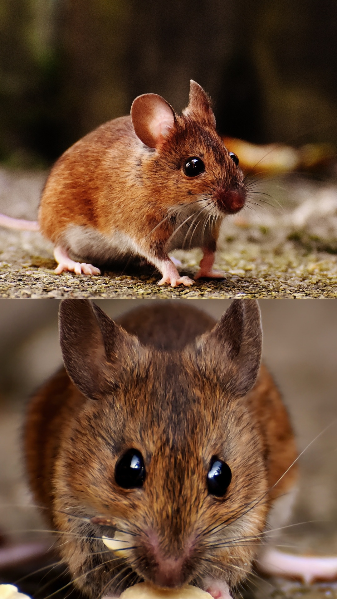 घर में चूहों का दिखना शुभ या अशुभ संकेत? 