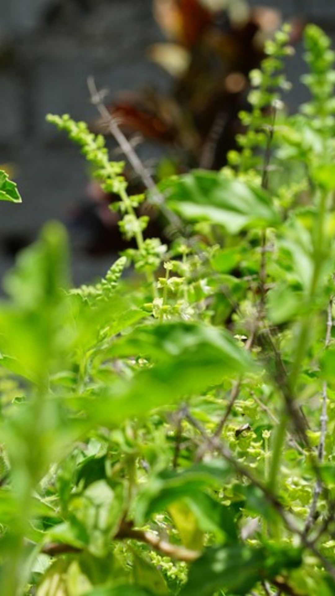 Tulsi का पौधा लगाने से पहले जानें ये बातें, वरना हो जाएगी कंगाली