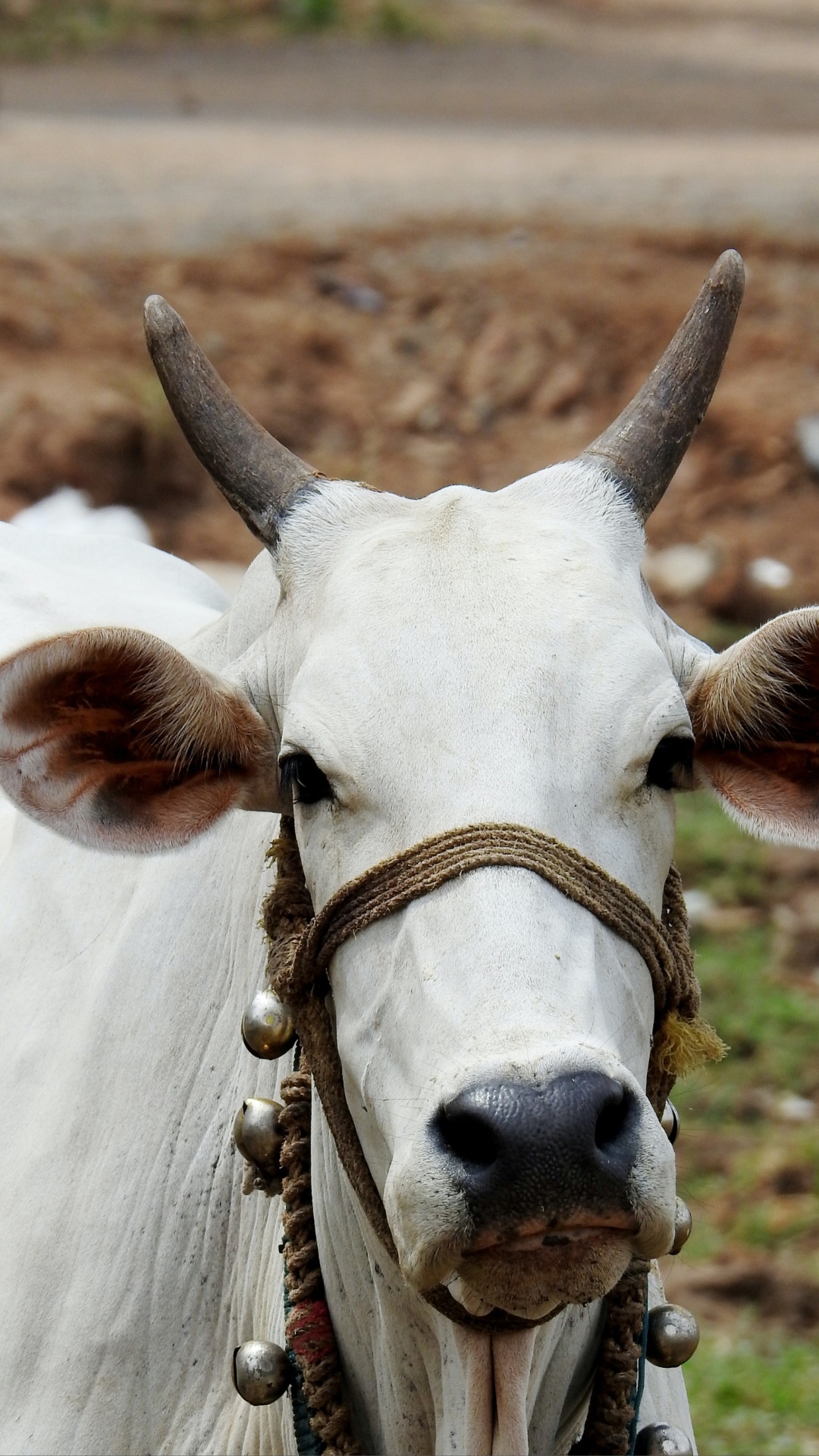 सफेद गाय का दरवाजे पर आना किस बात का है संकेत?