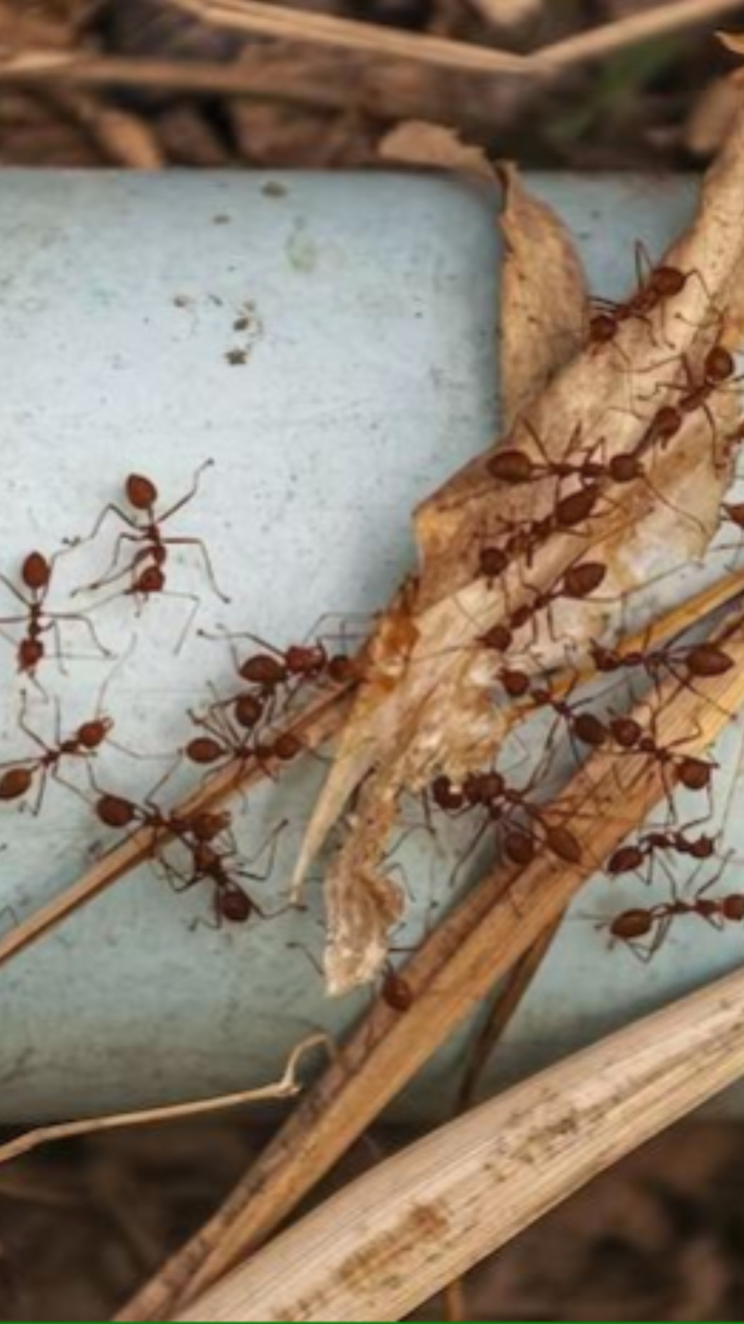 घर में लाल चीटियों का नजर आना किस बात का देती है संकेत, जानें