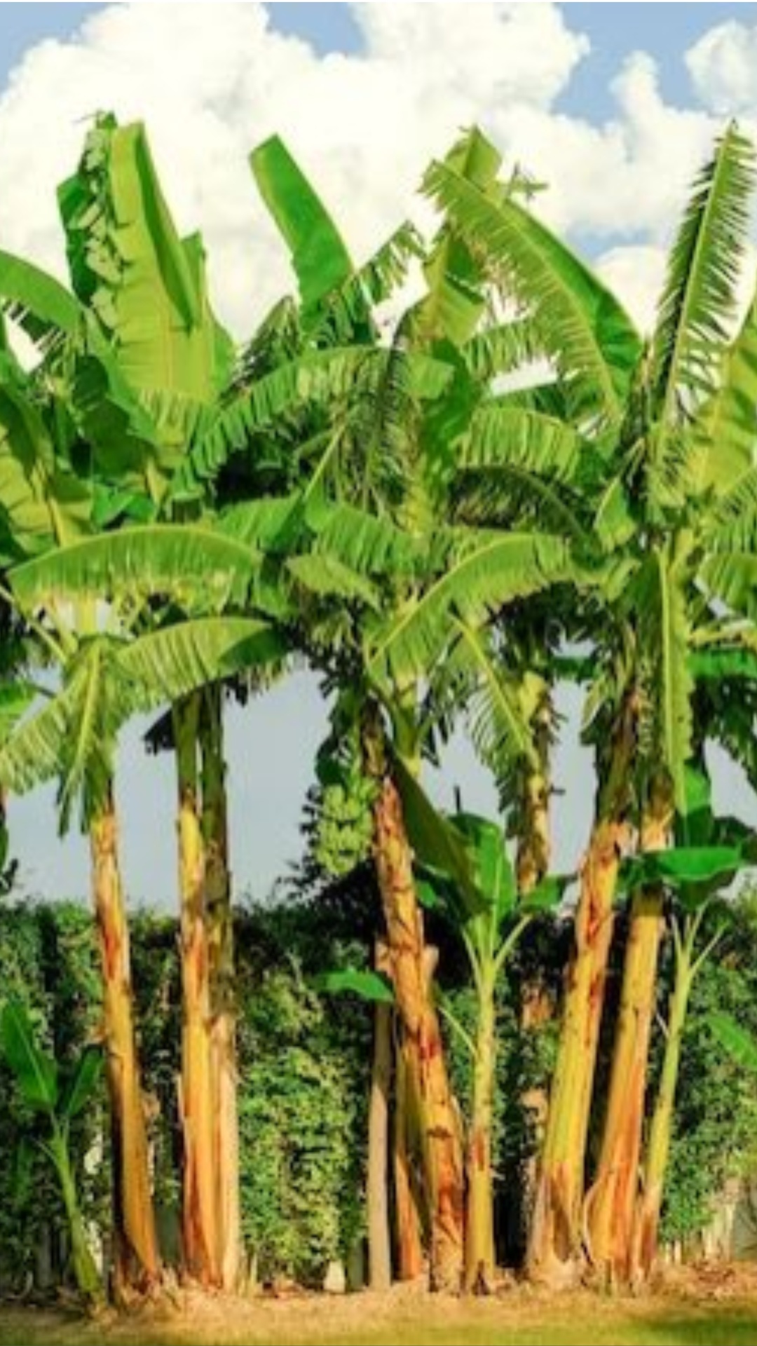केले के पेड़ में कलावा बांधने से क्या होता है? जानिए इसका महत्व