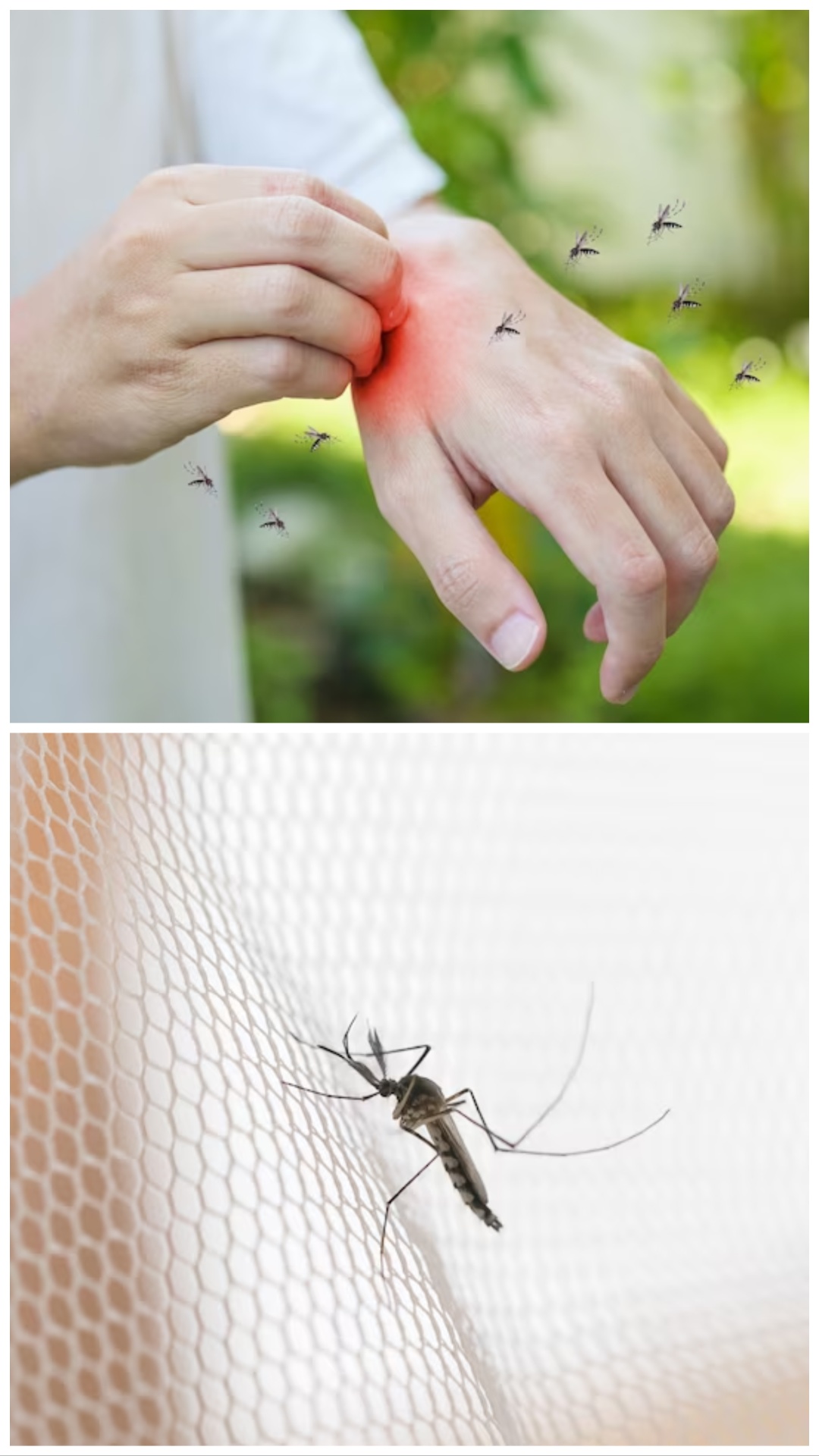 डेंगू और मलेरिया से बचने के लिए तुरंत करें ये 8 काम
