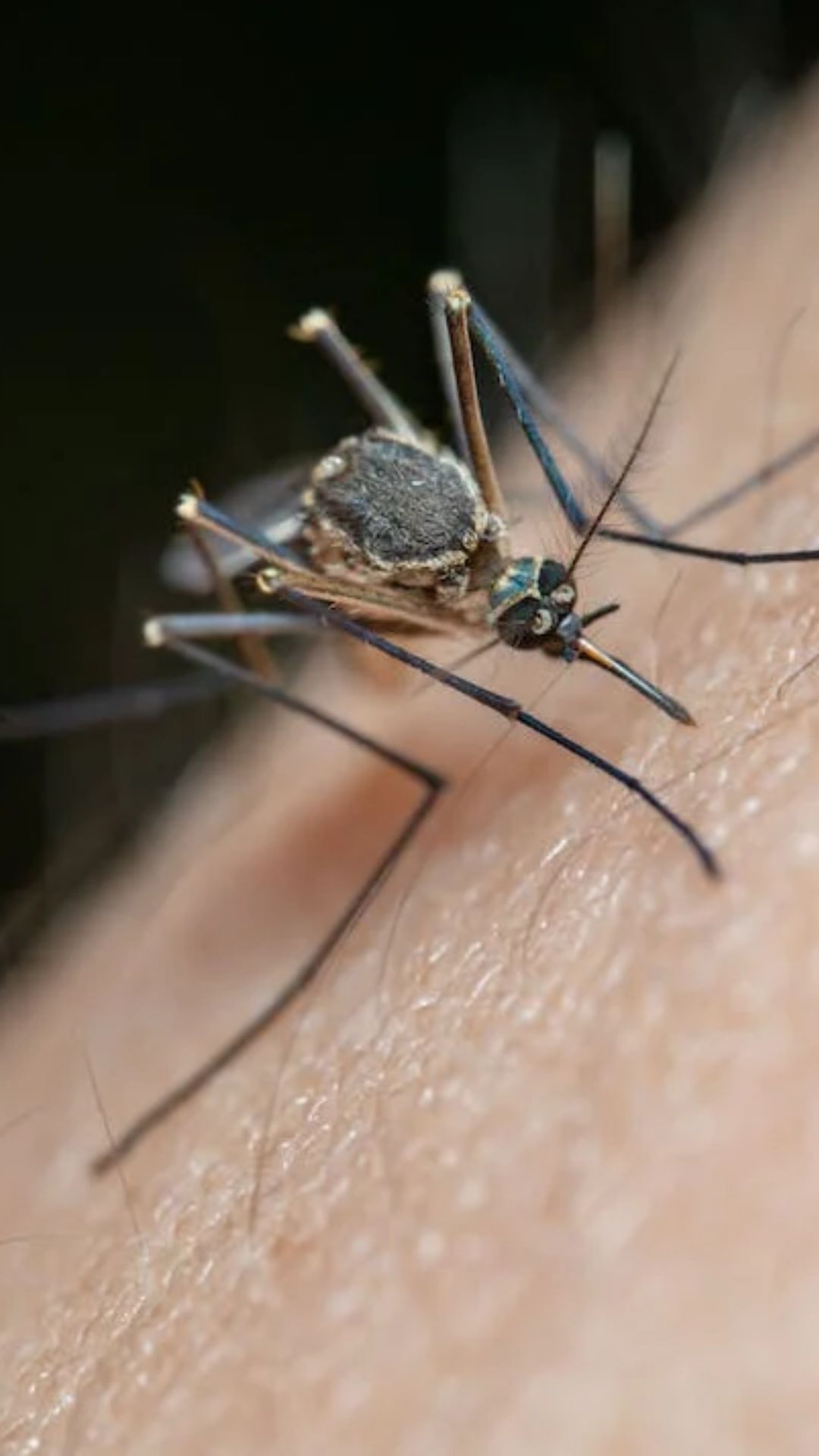 मलेरिया फैलाने वाला मच्छर खुद क्यों नहीं पड़ता बीमार? सामने आ गई वजह 