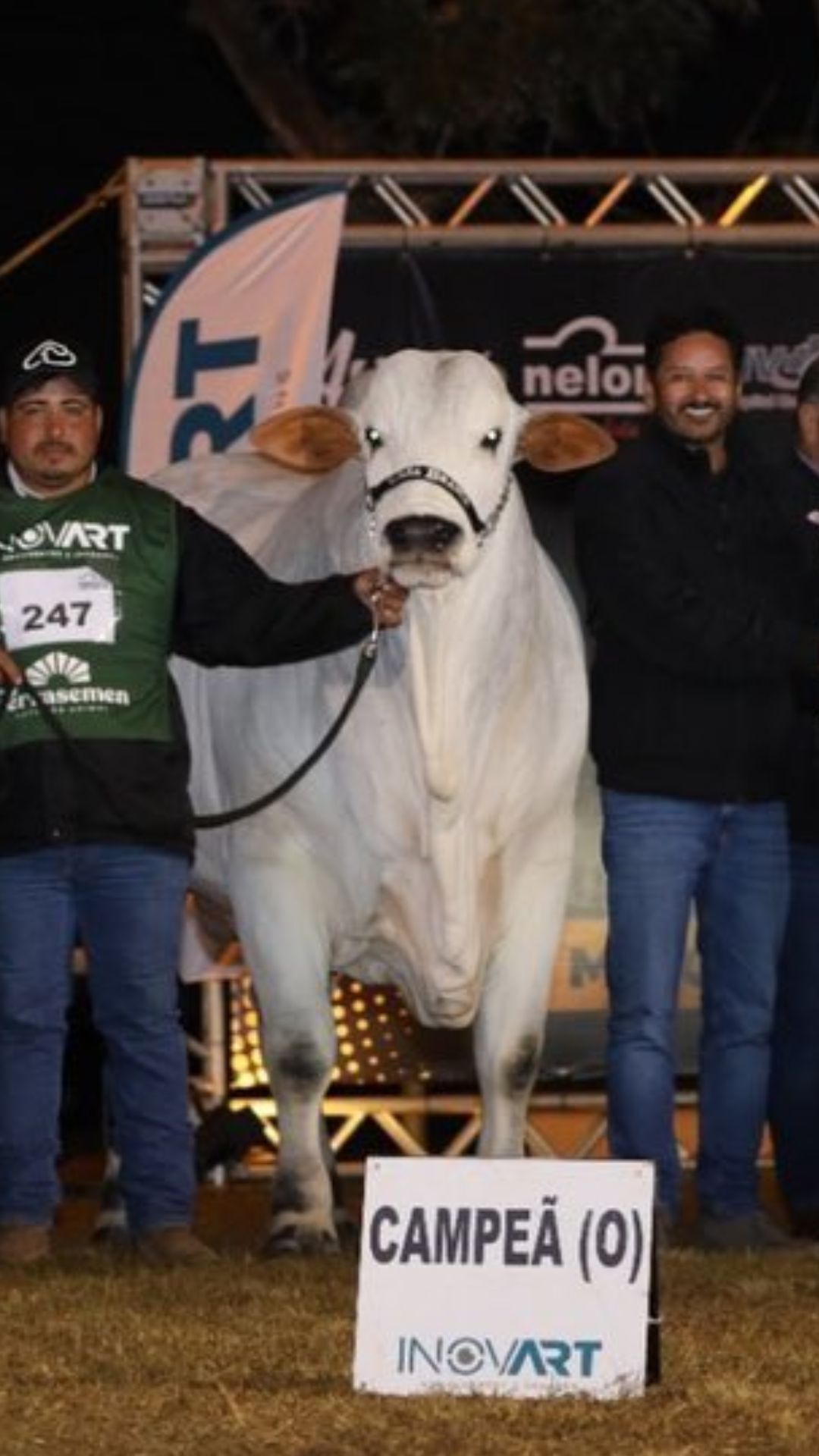35 करोड़ रुपये में बिकी थी यह गाय, भारत से है खास कनेक्शन!