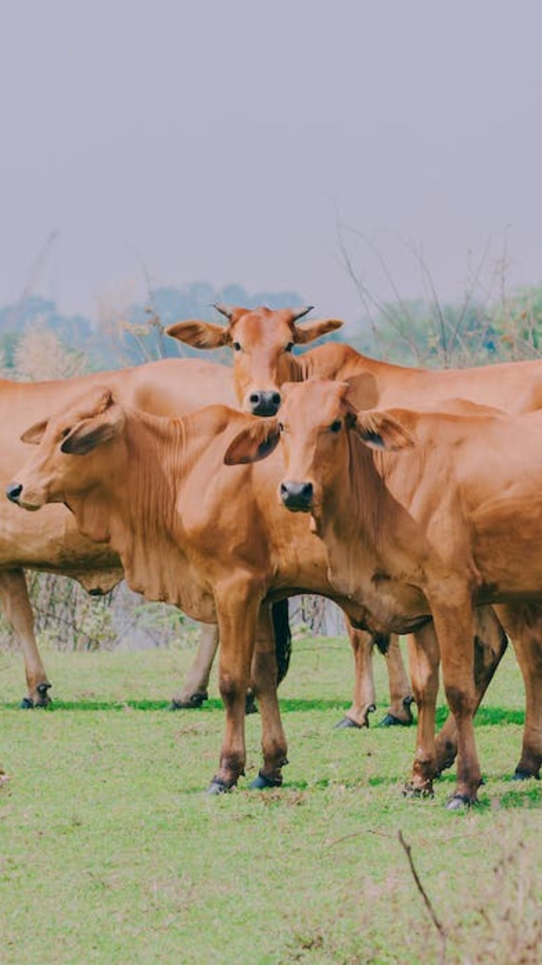 9 लाख गायों को हर दिन मांस के लिए काटा जाता है, बाकी जानवरों का आंकड़ा कर देगा हैरान 