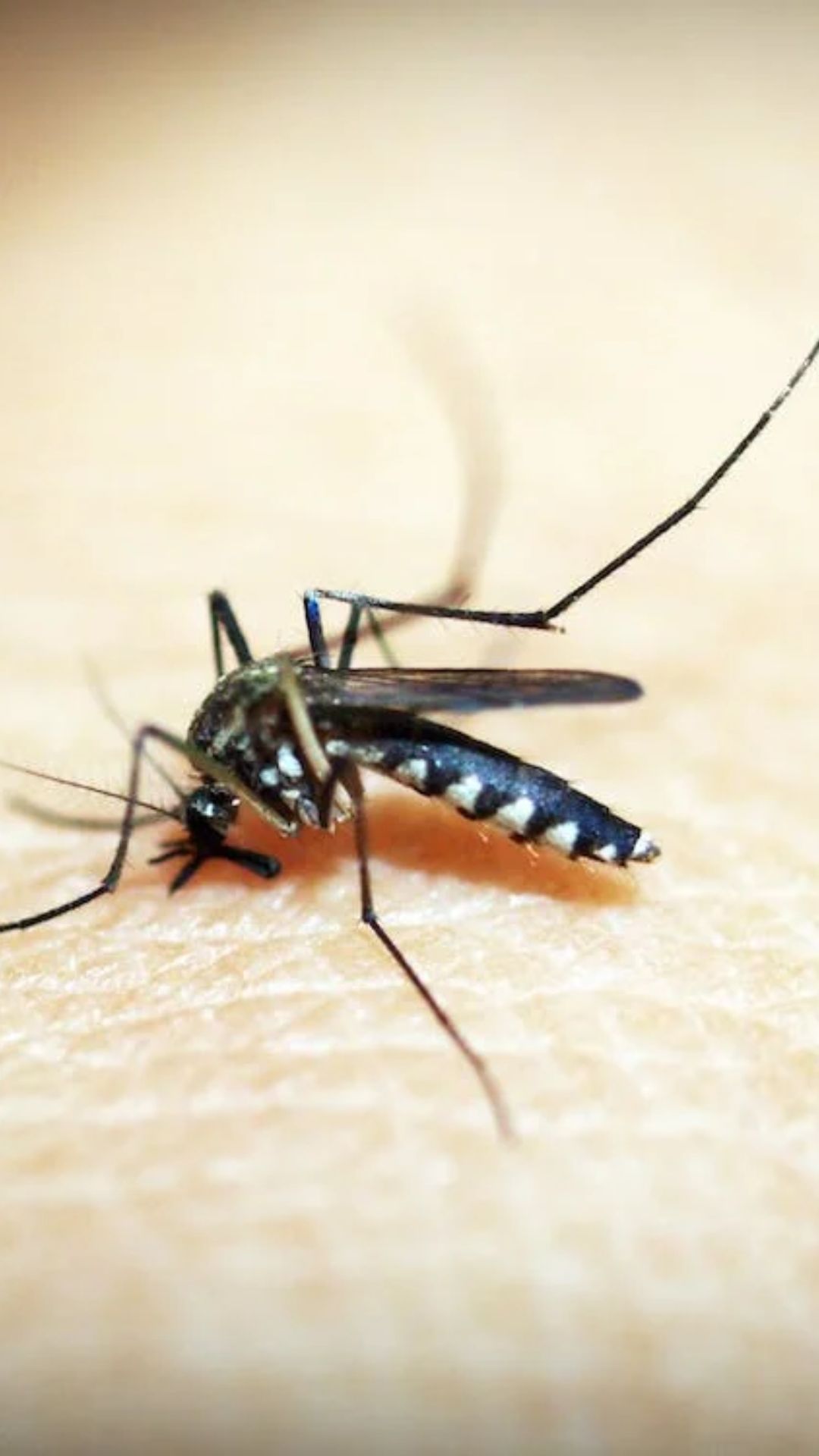 शराब पीने के बाद इंसान को ज्यादा क्यों काटते हैं मच्छर? हैरान कर देगी ये बात 