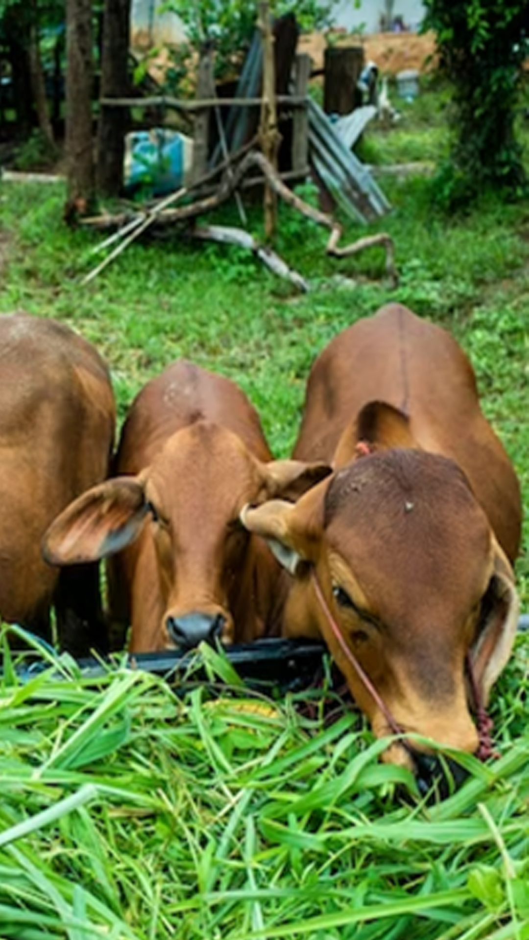 गाय को अगर खिला दी ये चीजें तो पलट जाएगी किस्मत!