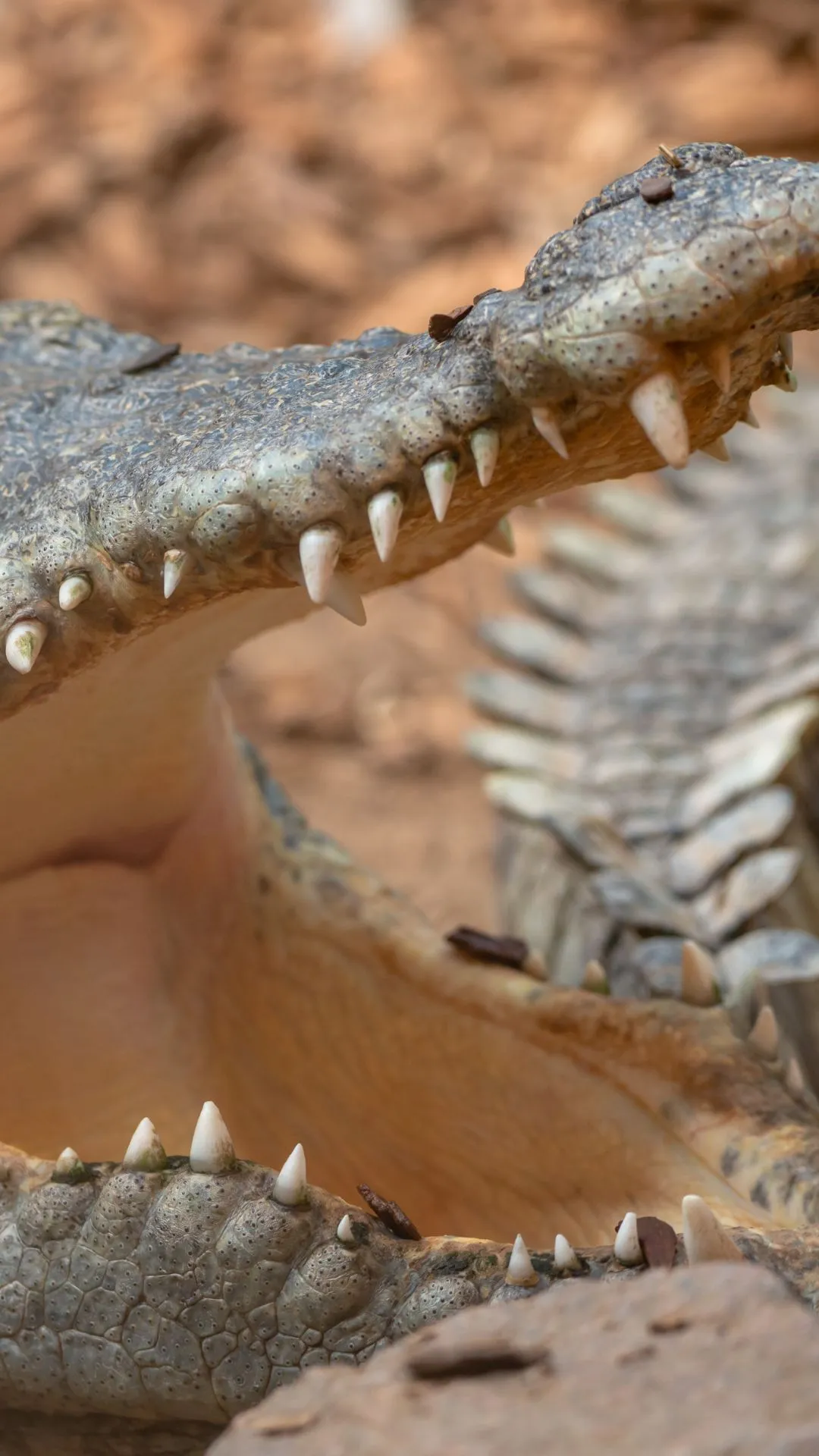 इतने खूंखार दांत, फिर भी अपने शिकार को चबाने के बजाय क्यों निगलता है मगरमच्छ