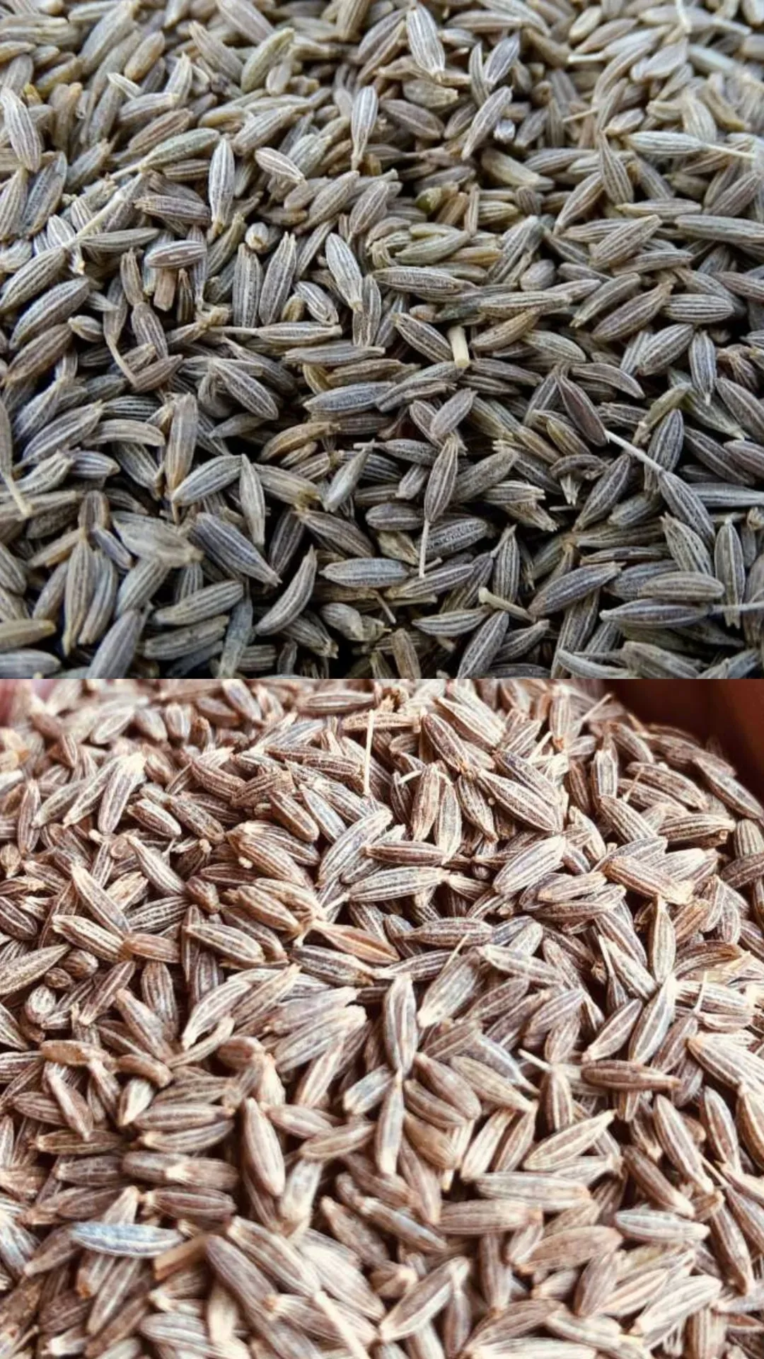 इन गंभीर बीमारियों में जीरा का पानी है अमृत समान