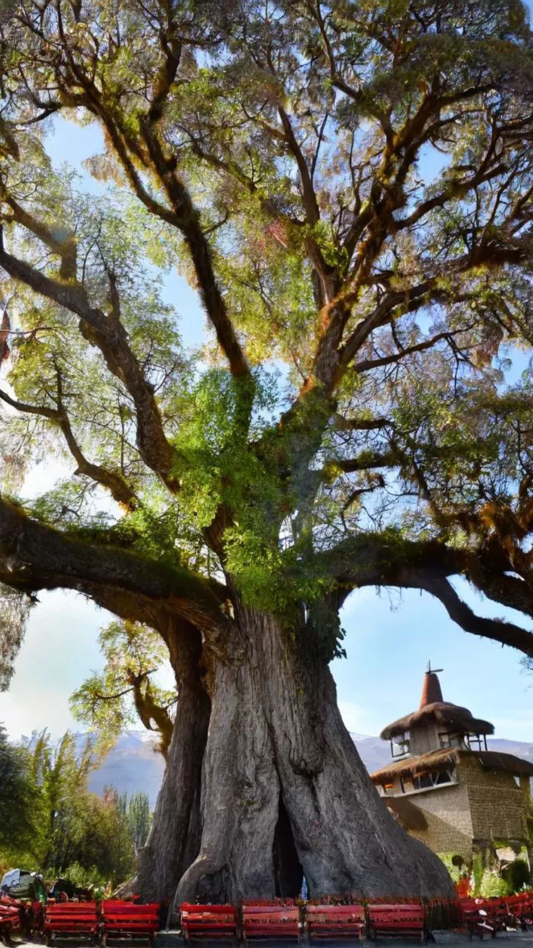 ये है धरती का सबसे पुराना पेड़, यह महाभारत के समय भी था। इसकी उम्र जानकर हैरान हो जाएंगे। 