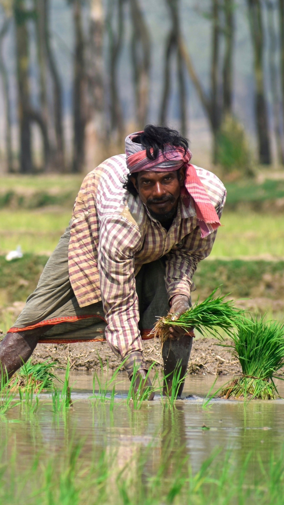 भारत की धरती पर इस फसल की होती है सबसे ज्यादा खेती, जानिए नाम 