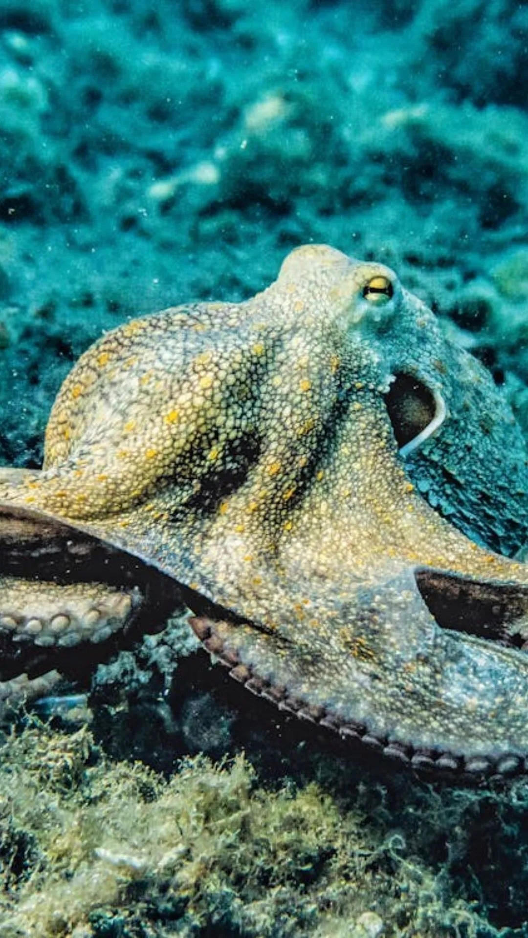 इस जीव के होते हैं 3 दिल और 9 दिमाग, प्रजनन के बाद मादा कर लेती है आत्महत्या