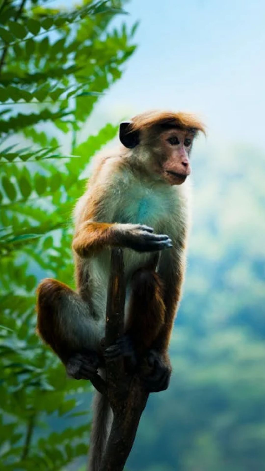 बंदर क्यों नहीं जानता अदरक का स्वाद; मुहावरा तो सुना होगा लेकिन कभी सोचा क्या? 