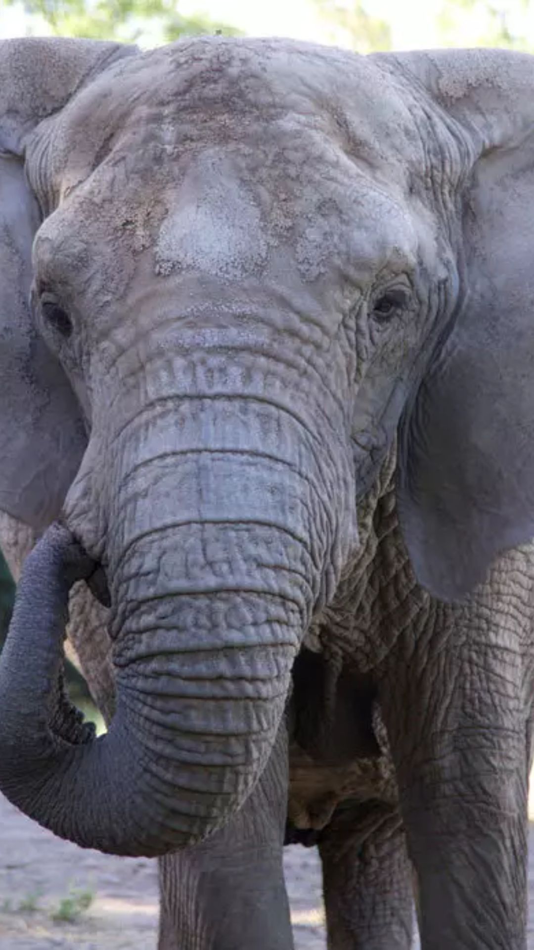 ये है दुनिया का सबसे बड़ा हाथी, वजन है 10 हजार किलो से भी ज्यादा
