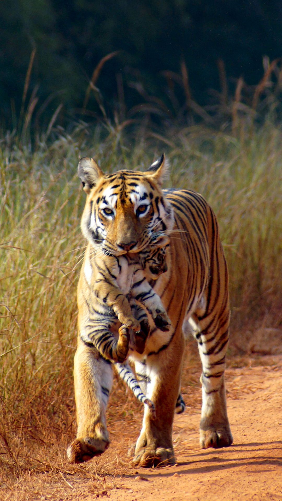 भारत के किस राज्य में सबसे ज्यादा बाघ पाए जाते हैं?