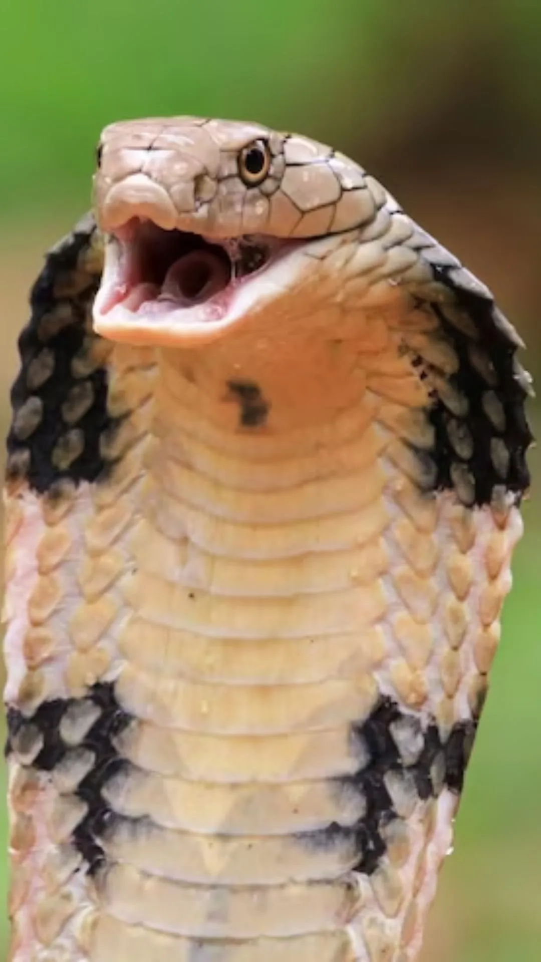 सपने में सांप देखना 5 बड़े बदलावों का संकेत