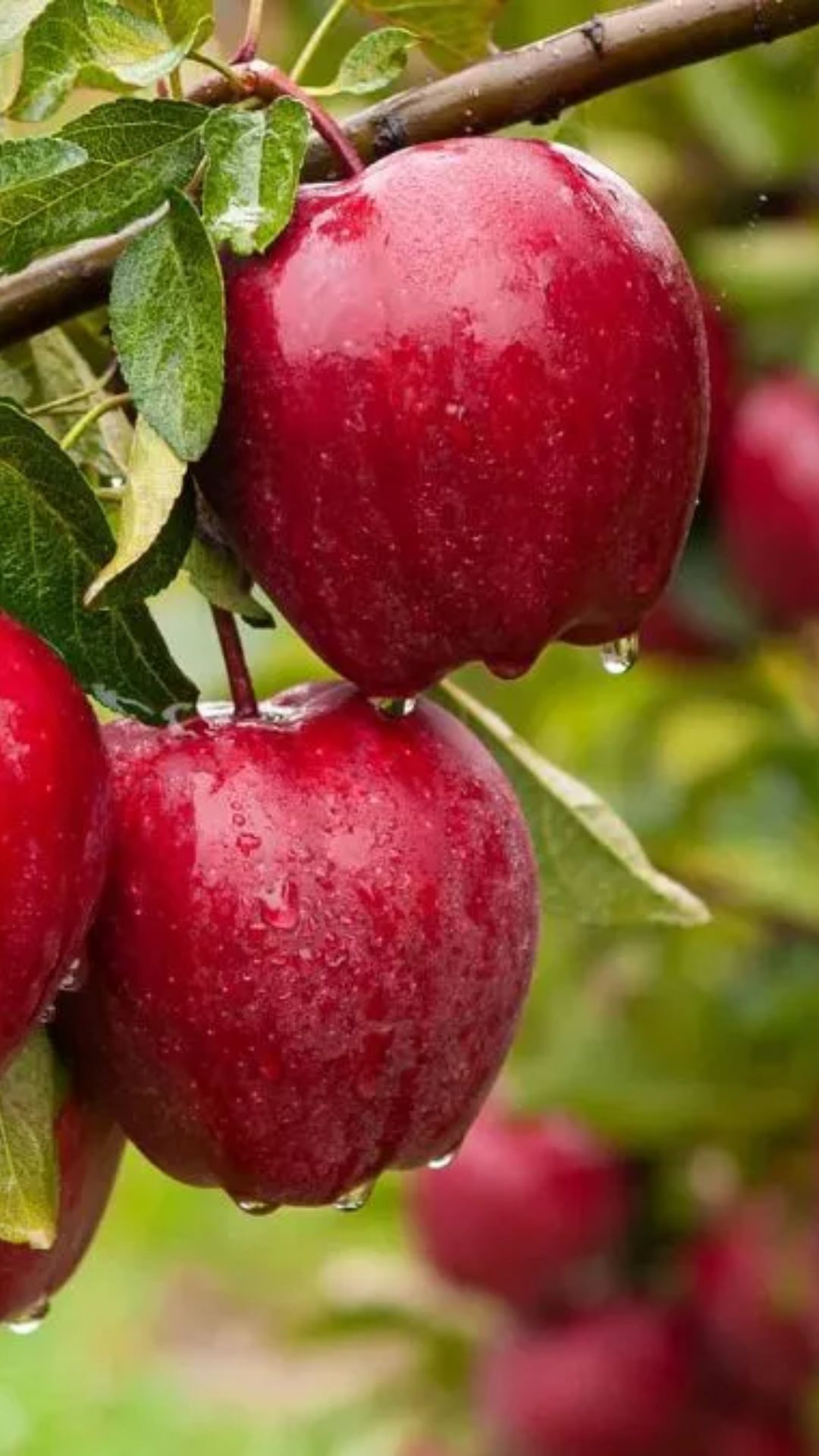 भारत के किस राज्य में सेब का सबसे ज्यादा उत्पादन होता है? 
