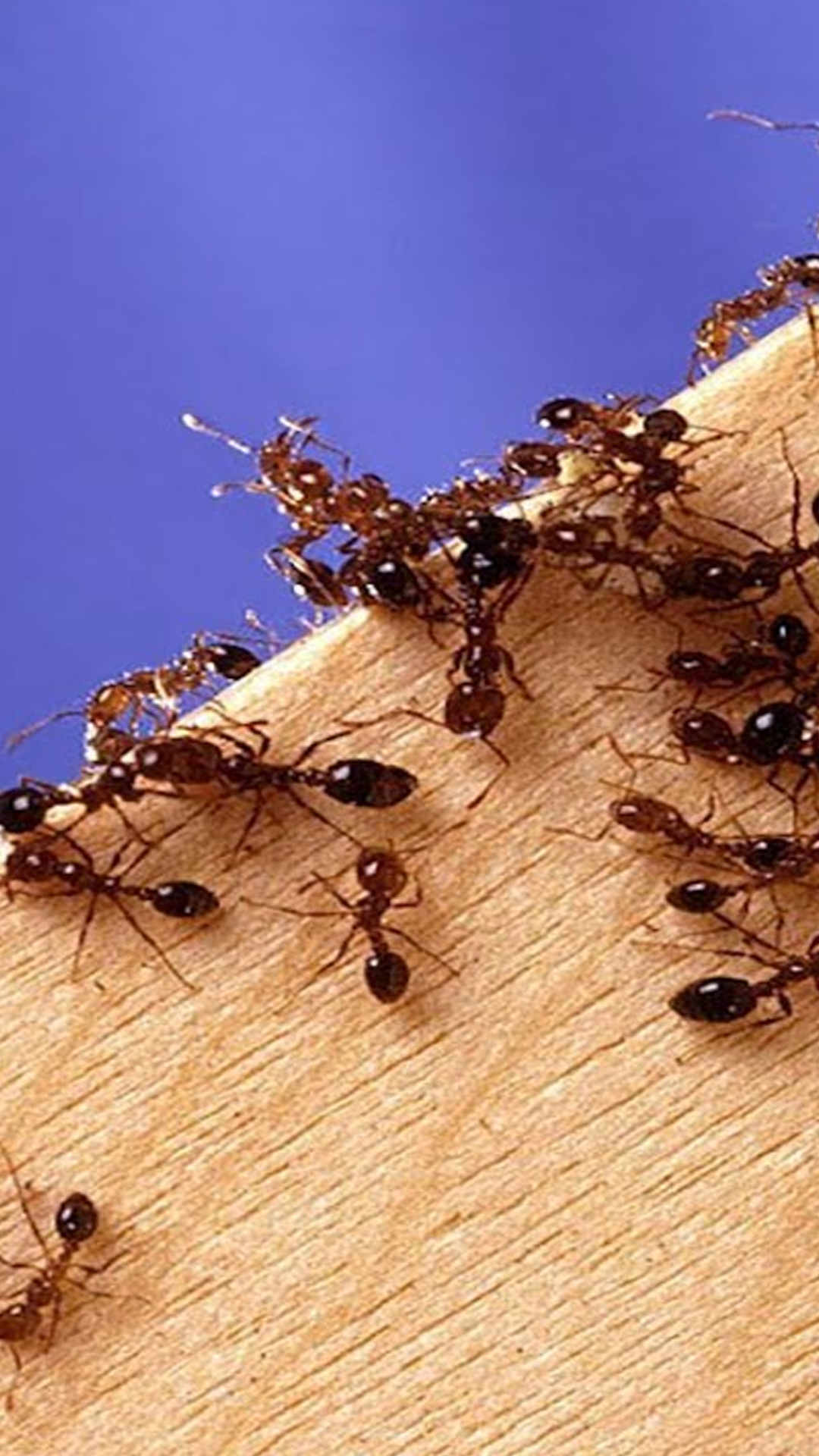 चींटियों का घर में आना किस बात का संकेत? जानें 