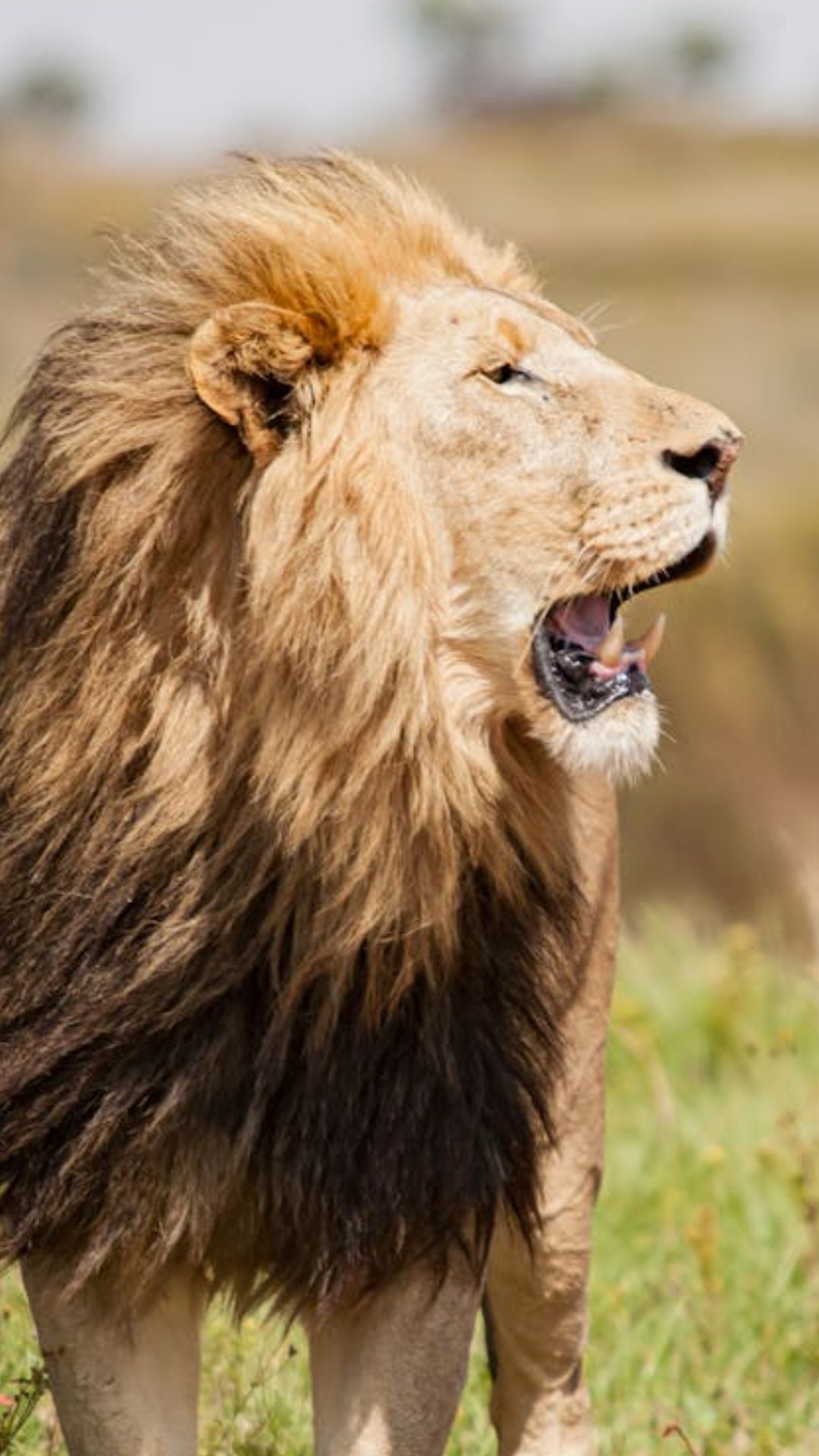 शेर, बाघ, चीता और तेंदुआ में क्या है अंतर, जान लीजिए 
