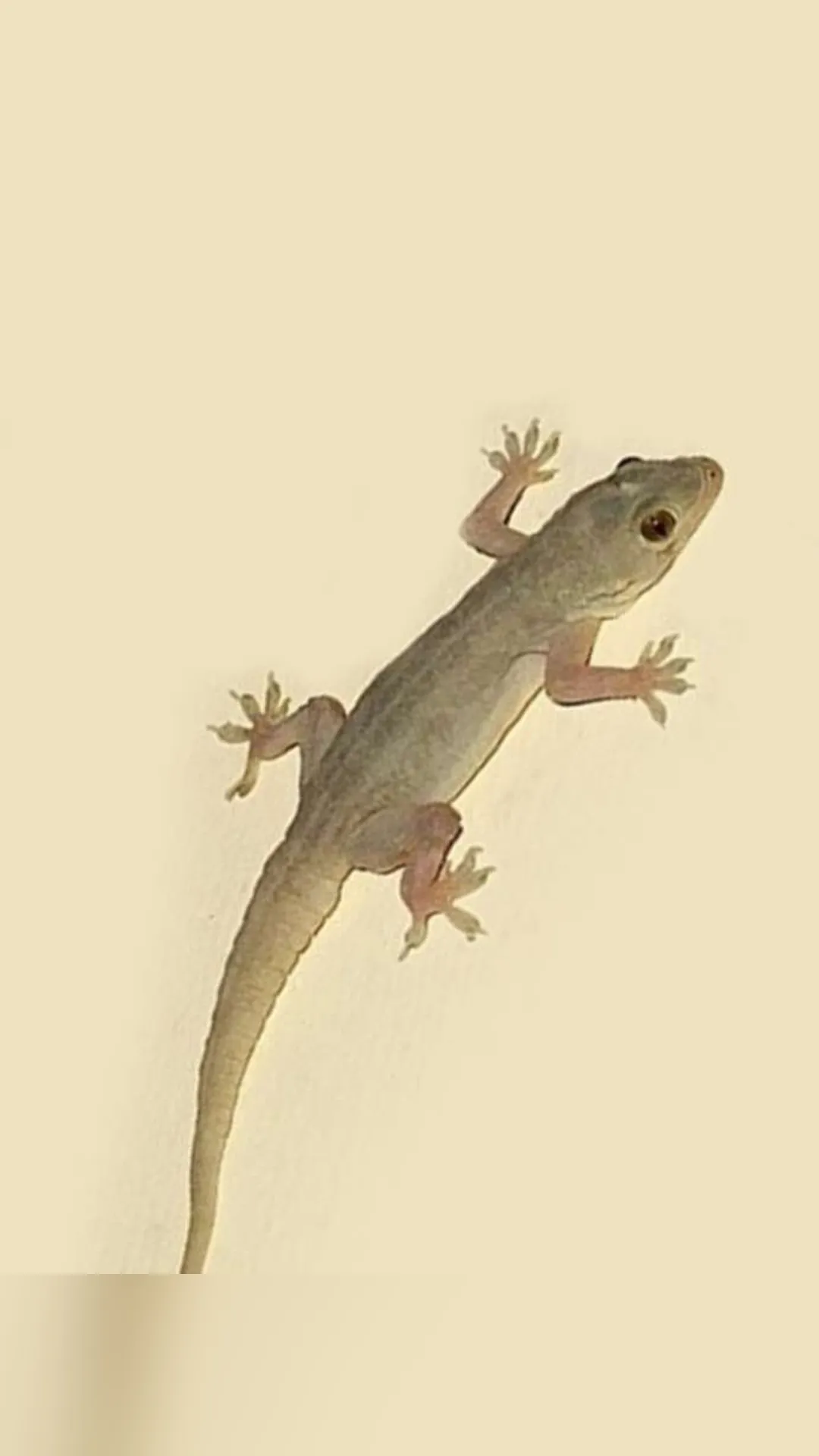 छिपकली किसी पर गिर जाए तो यह किस बात का संकेत होता है?